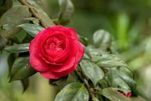 Rose Blume auf ein belaubt Pflanze mit viele von Grün Blätter foto