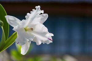 Weiß Cattleya Hybrid Orchidee ist Blühen mit verschwommen Hintergrund von Gartenarbeit Bereich beim Zuhause foto