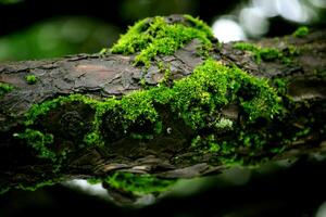 schön Grün Moos auf Geäst im das feucht Wald foto