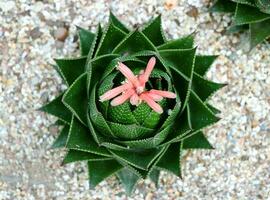 das Blumen von Kaktus Spitze Aloe sind Über zu blühen foto