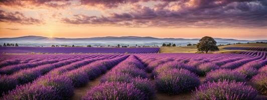 atemberaubend Landschaft mit Lavendel Feld beim Sonnenuntergang. ai generiert foto