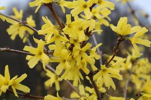 ein Zweig der blühenden Forsythie. gelbe Blüten an einem Strauch im zeitigen Frühjahr vor Ostern foto