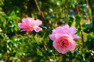 schöne rosa Rosen blühen im Garten foto