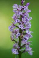 Makrofoto einer lila Lupine. Wildblumen. Sommer Pflanzen. foto