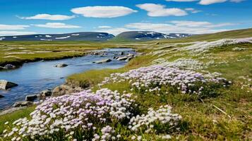 Norden Arktis Tundra Blumen ai generiert foto