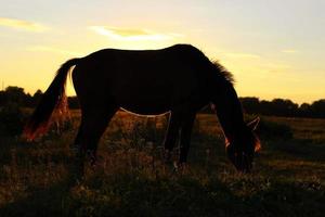 schöne Heuschrecke weidet bei Sonnenuntergang. Sommerlandschaft. foto