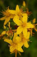 st. Johanniskraut ist eine gelbe Wildblume foto