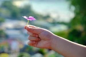 Nahaufnahme und selektiver Fokus, kleine rosa Blumen in den Händen eines Kindes mit unscharfem Hintergrund tropischer Natur, die schön, hell, weich, attraktiv und im Sommer schön ist.