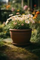 Blume Natur Garten Botanik Gänseblümchen blühen Topf. ai generiert foto