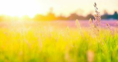 Wiese beim Sonnenuntergang. flach Tiefe von Feld. abstrakt Sommer- Natur Hintergrund. ai generativ foto