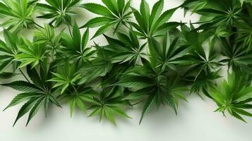 Grün Blätter von natürlich Hanf Marihuana zum medizinisch verwenden foto