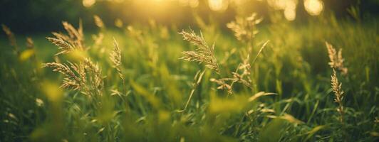 wild Gras im das Wald beim Sonnenuntergang. Makro Bild, flach Tiefe von Feld. abstrakt Sommer- Natur Hintergrund. Jahrgang Filter. ai generiert foto