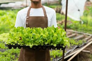 Bauern ernten frisches Salatgemüse von Hand in hydroponischen Pflanzensystemfarmen im Gewächshaus, um es zu vermarkten. foto