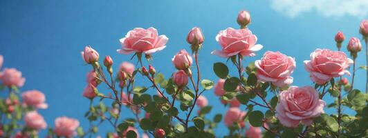 schön Frühling Grenze, Blühen Rose Busch auf ein Blau Hintergrund. blühen Rose Hüften gegen das Blau Himmel. Sanft selektiv Fokus. ai generiert foto