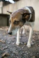 ein einsam und traurig bewachen Hund auf ein Kette in der Nähe von ein Hund Haus draußen. foto