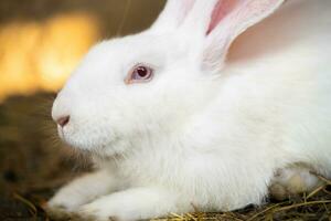 ein schön Weiß inländisch Hase ist Weiden lassen und Gehen im das Gehege draußen foto