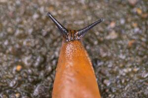 Nahansicht von ein Spanisch Schnecke arion vulgaris draußen foto