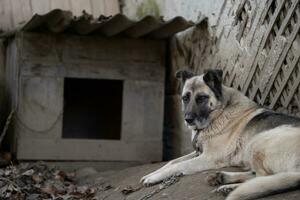 ein einsam und traurig bewachen Hund auf ein Kette in der Nähe von ein Hund Haus draußen. foto