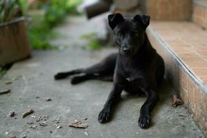 schön jung schwarz Hund ruhen im das Hof foto