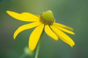 Nahansicht von ein schön Gelb Blume von Rudbeckia foto