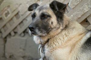 ein einsam und traurig bewachen Hund auf ein Kette in der Nähe von ein Hund Haus draußen. foto