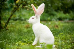 ein schön Weiß inländisch Hase ist Weiden lassen und Gehen draußen foto