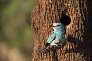 Blauracke, Coracias Garrulus foto