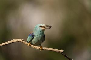 Blauracke, Coracias Garrulus foto