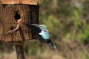 Blauracke, Coracias Garrulus foto