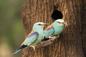 Blauracke, Coracias Garrulus foto