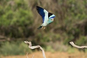 Blauracke, Coracias Garrulus foto