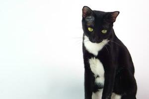 süß schwarz pelzig Katze sitzt Gerade und starren beim etwas auf Weiß Hintergrund. Haustier, Säugetier und spielerisch Konzept. foto