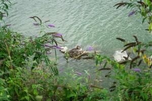ein Ente im es ist Nest auf ein Felsen im das Wasser foto