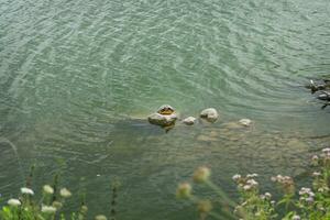 ein Schildkröte auf ein Felsen foto