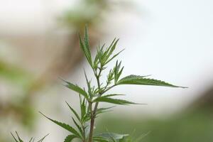 Cannabis Blatt, schließen oben Foto