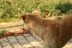 indisch Straße Hund auf draussen foto