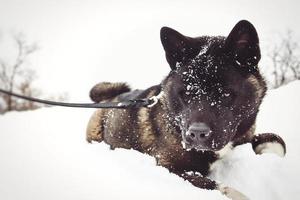 Alaskan Malamute dunkle Farbe in der natürlichen Umgebung foto