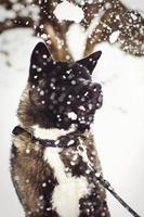 Alaskan Malamute dunkle Farbe in der natürlichen Umgebung foto