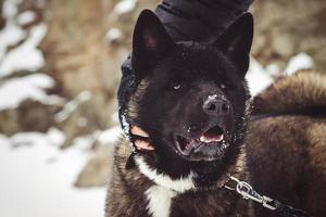 Alaskan Malamute dunkle Farbe in der natürlichen Umgebung foto