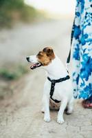 ein kleiner Hund der Jack-Russell-Terrier-Rasse beim Spaziergang foto