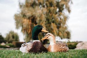 eine Ente und ein Erpel sitzen auf dem grünen Gras