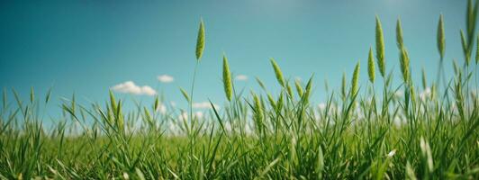 Grün Gras auf Blau klar Himmel, Frühling Natur Thema. Panorama. ai generiert foto