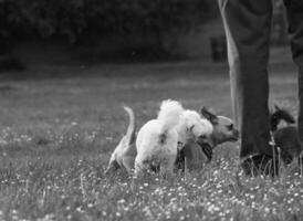 süß Haustier Hund auf gehen beim lokal Öffentlichkeit Park von London England Vereinigtes Königreich. foto