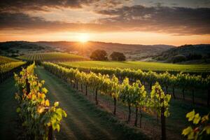 Weinberge beim Sonnenuntergang. ai generiert foto