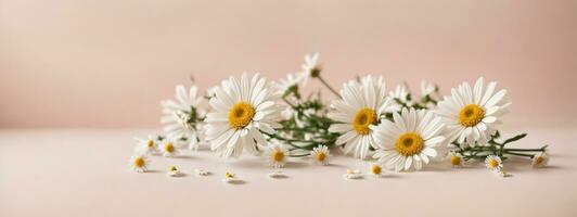 minimal gestylt Konzept. Weiß Gänseblümchen Kamille Blumen auf blass Rosa Hintergrund. kreativ Lebensstil, Sommer, Frühling Konzept. Kopieren Raum, eben legen, oben Sicht.. ai generiert foto