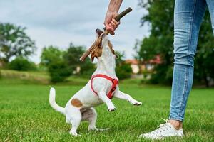 Frau hat Spaß mit Hund beim Grün Gras, Hund nagen auf Stock foto