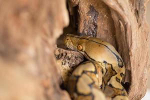 Boa-Porträt, Boa constrictor Schlange auf Ast foto