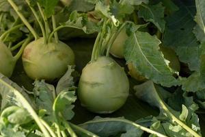 Kohlrabi oder Kohlrabi wächst im Garten foto