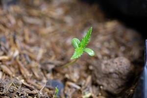 Cannabissämlinge, die in Samenbeuteln sprießen. foto