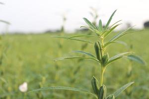 gesunde und grüne Sesamfarm foto